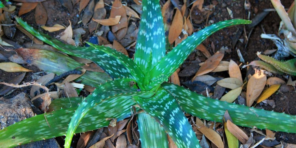 Aloe Jyoti Eye Drops