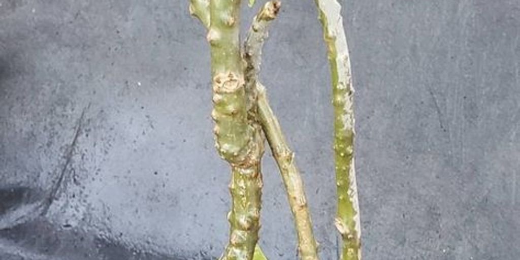 Yashtimadhu herb