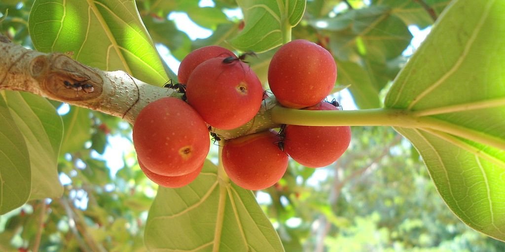 Kottamchukkadi Thailam traditional medicine
