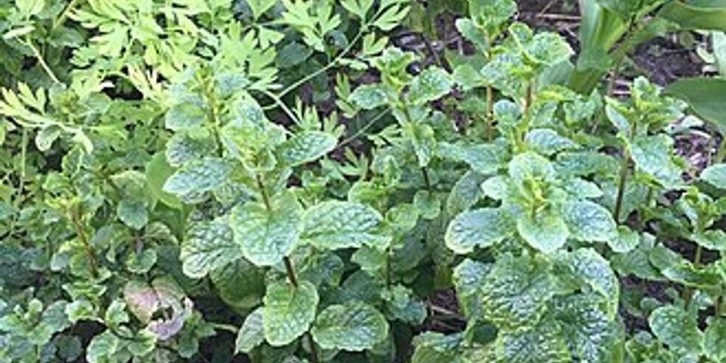 herb 69 plant